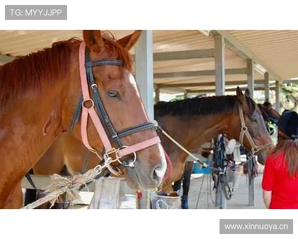 富里睡醒发现自家马场又多了匹新马，这月第几回了？
